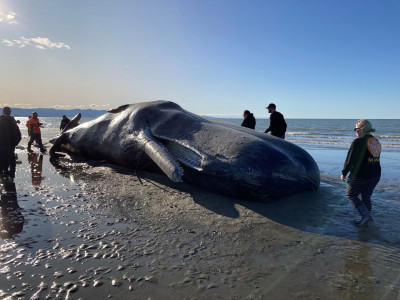 Latest pānui